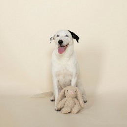 Hondenspeelgoed Konijn Knuffel kopen