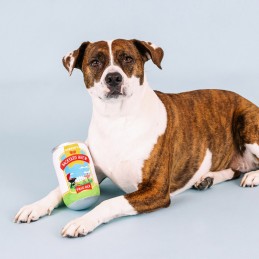 Leuke hondenspeeltjes bestellen