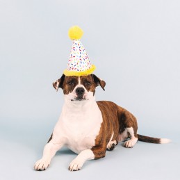 feesthoedje knuffel honden