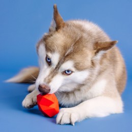 Hondenspeeltje voor snacks kopen