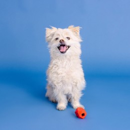 Hondenspeeltjes voor snacks kopen