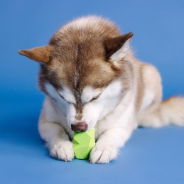 voerspeeltje hond kopen online