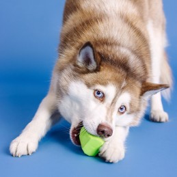 voerspeeltje hond online kopen