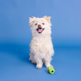 voerspeelgoed hond kopen