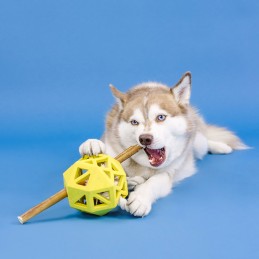 Speelgoed hond onverwoestbaar kopen
