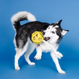 Onverwoestbaar speelgoed hond