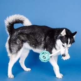 Sterk hondenspeelgoed kopen