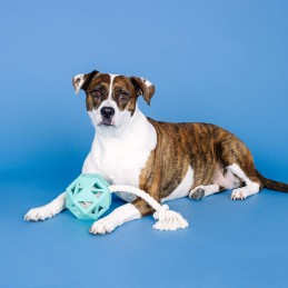 Sterk hondenspeelgoed kopen online