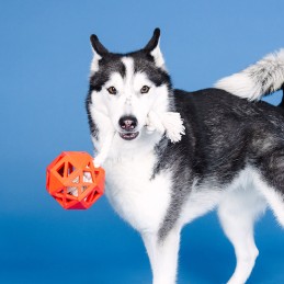 Stevige hondenspeeltjes kopen