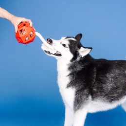 Stevige hondenspeeltjes kopen online