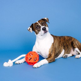 Stevige hondenspeeltjes online kopen