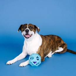 Hondenspeeltjes onverwoestbaar