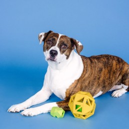 Speelgoed hond onverwoestbaar kopen