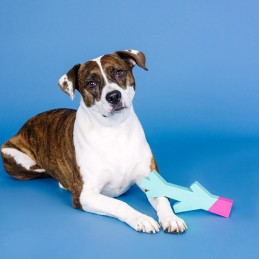 Hondenspeelgoed onverwoestbaar