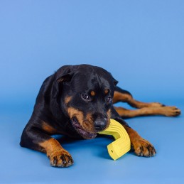 Onverwoestbaar hondenspeelgoed