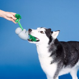 Onverwoestbaar speelgoed voor hond kopen