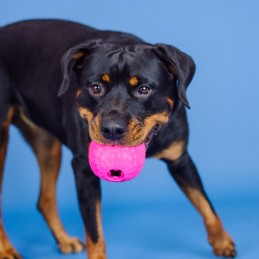 Snoep speelgoed hond