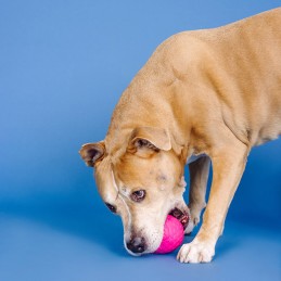 Snoep speelgoed hond