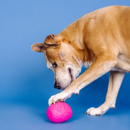 Snoep speelgoed honden