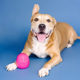 Snoep speelgoed hond kopen