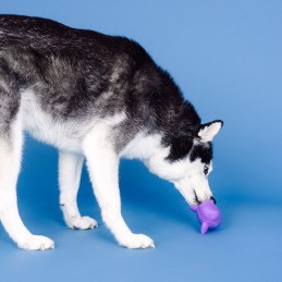 Snoep speelgoed hond kopen online