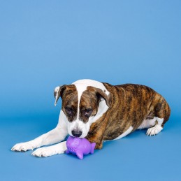 Snack speelgoed hond kopen