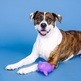 Snack speelgoed hond kopen online