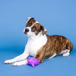 Snack speelgoed hond