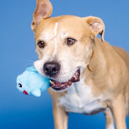 Hondenspeelgoed voor slopers online