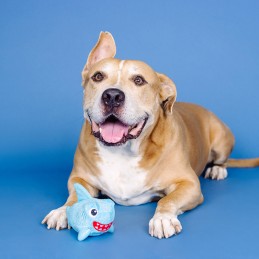 Hondenspeelgoed voor slopers online kopen