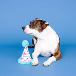 Verjaardag hond speelgoed hoedje