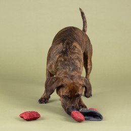 Hondenspeelgoed interactief