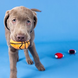 Speelgoed hond Basketbal