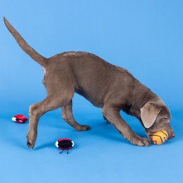 Speelgoed hond Basketbal kopen