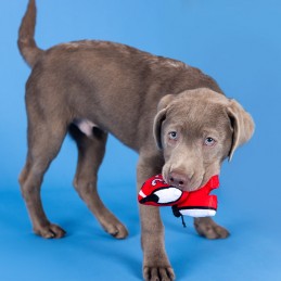 Hondenspeelgoed Basketbal