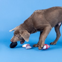 Beste hondenspeeltjes kopen