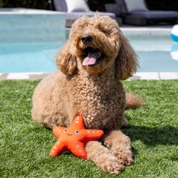 Zwemspeelgoed voor honden
