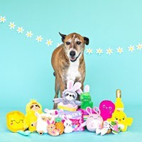 Pâques jouets pour chiens