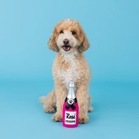 Hondenspeeltjes kopen