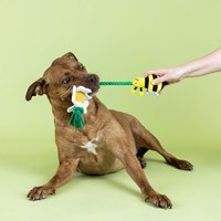 Hundespielzeug kaufen