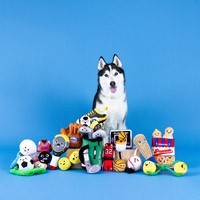Order dog toys online