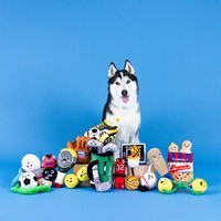 Jouets en peluche pour chien et chiot